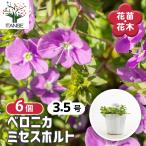 ベロニカミセスホルト花苗3.5号/...