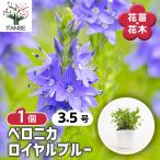 ベロニカロイヤルブルー花苗3.5号...