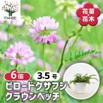 コロニラ バリア ( ビロードクサフジ クラウンベッチ ) 花苗 3.5号/…