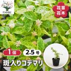 kote Мали . ввод Hanaki рассада 2.5 номер /1 шт продажа защита рук коте . рука . цветок te Мали bana колокольчик .szkake....