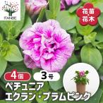 ペチュニアエクランプラムピンク花苗...