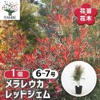 メラレウカ レッドジェム 花木苗 6号/1個売り ティーツリー 丈夫 低木 …