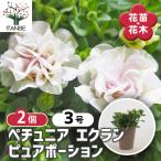 ペチュニア エクラン ピュアポーション 花苗 3号/お買