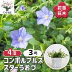 コンボルブルス　クネオルム