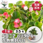 ベゴニア 八重咲ベゴニア パソダブル色見計らい 花苗 