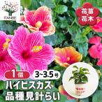 гибискус товар вид видеть итого .. цветок рассада 3 номер /1 шт продажа Hawaiian Hibiscusaro - a нижний ro. тутовик цветок . obi Hanaki рассада саженец цветок. рассада двор ..