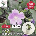 アノダ キャンディーカップ 花苗 3.5号/1個売り ニシキアオイ 錦葵 コ…