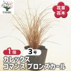 カレックス コマンス ブロンズカール 花苗 3号/1個売り カラーリーフ 草…