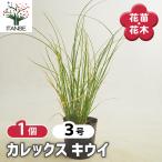 カレックス キウイ 花苗 3号/1個売り カラーリーフ 草の苗 草 苗 リー…