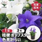 桔梗の苗ポップスター色見計らい花苗...