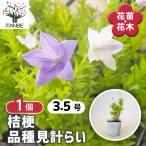 桔梗の苗品種見計らい花苗3.5号/...
