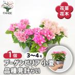 ブーゲンビリア 小夏 品種見計らい 花苗 3号/1個売り 