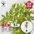 si Kimi садовое дерево 5 номер /1 шт продажа рассада ... type bi символ tree память . Hanaki саженец цветок. рассада двор .. земля .. растение в горшке веранда садоводство 