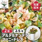 アルテルナンテラファニードレス花苗...