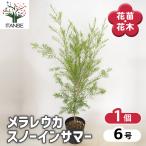 メラレウカ スノーインサマー 花木苗 6号/1個売り ティーツリー 丈夫 低…