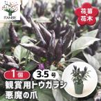 観賞用トウガラシ悪魔の爪花木苗3....