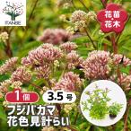 フジバカマ 花色見計らい 花苗 3.5号/1個売り 香草 こうそう 蘭草 ら…