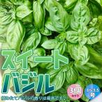 ITANSE ハーブ苗 スイートバジル 9〜10.5cmポット 3個セット 送料無料 basil バジルの苗 バジル苗 バジル 苗 イタンセ公式