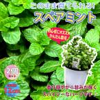 ITANSEハーブ苗スペアミントB...