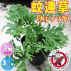 ショッピングハーブ ITANSE 蚊よけハーブの苗 蚊連草（かれんそう） ハーブの苗 10.5cm お買い得2個セット 料理 ガーデニング 家庭菜園 簡単 送料無料 イタンセ公式