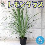 ITANSEレモングラスハーブの苗...