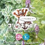 ITANSE こっちに来ないで！コリウスカニナ・エッジ＆ティピカル 2品種各2個/合計4個セット ハーブの苗 9cmポット苗 家庭菜園 簡単 送料無料 イタンセ公式