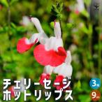 ITANSE チェリーセージ ホットリップス ハーブの苗 9cmポット/お買い得3個セット 宿根草 丈夫 暑さに強い 育てやすい 夏から秋の花