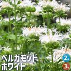 ITANSE бергамот трава. рассада 3 номер pot /. сделка 2 шт. комплект таймер tsubana бобер myagruma - ka