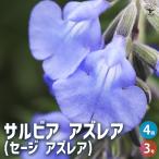 ITANSE サルビア アズレア(セージ アズレア) 3号ポット/お買い得4…