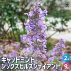 кошка мята Schic s Hill zja Ian to трава. рассада 9cm pot /. сделка 2 шт. комплект nepeta собака - ka выдерживающий холод . цветок рассада цветок. рассада крепкий садоводство 