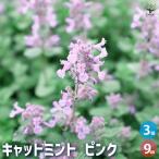  кошка мята розовый трава. рассада 9cm pot /. сделка 3 шт. комплект nepeta собака - ka выдерживающий холод . цветок рассада цветок. рассада крепкий садоводство 