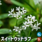  сладкий дерево черновой трава. рассада 9cm pot /. сделка 6 шт. комплект herb трава трава рассада садоводство огород 