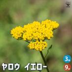 ya low желтый трава. рассада 9cm pot /. сделка 3 шт. комплект herb трава трава рассада садоводство огород 