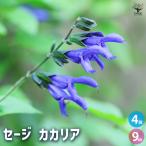 セージ カカリア ハーブの苗 9cmポット/お買い得4個セット 食用ハーブ …