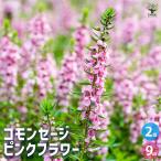 コモンセージピンクフラワーハーブの...