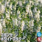 コモンセージホワイトフラワーハーブ...