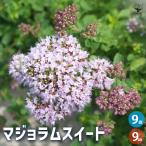 マジョラムスイートハーブの苗9cm...