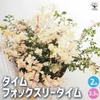 タイム フォックスリータイム ハーブの苗 2.5号/お買い得2個セット ハーブの苗 苗 タイム ハーブ苗 herb シソ レモン レモンタイム 斑入り