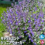 キャットミント ジュニアウォーカー ハーブの苗 3.5号/お買い得8個セット ネペタ イヌハッカ 耐寒性 ハーブ 花苗 花の苗 丈夫 ガーデニング
