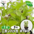  Japan - ka.. для трава. рассада 3 номер /1 шт продажа собственный сырой трава японский трава мир вид - ka травяной чай Kiyoshi . чувство садоводство 