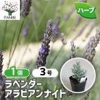 ITANSE лаванда * Arabia n Night (la van DIN серия ) цветок рассада 9cm pot рассада 1 шт продажа кулинария садоводство огород простой бесплатная доставка i язык se официальный 