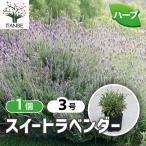 ITANSE сладкий лаванда трава. рассада 9cm pot 1 шт продажа кулинария садоводство огород простой бесплатная доставка i язык se официальный 