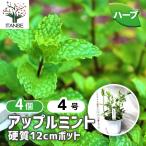 ITANSEハーブ苗アップルミント...