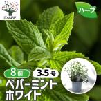 ITANSE ハーブ苗 ペパーミントホワイ�