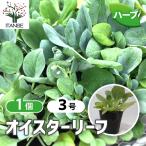 ITANSE 野菜苗 オイスターリーフ 9cmポット 1個売り 送料無料 イ…