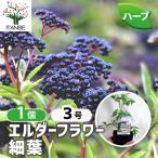 ITANSE трава рассада L da- Berry маленький лист ( L da- цветок ) 9cm pot 1 шт продажа бесплатная доставка i язык se официальный 