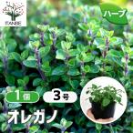ITANSE трава рассада орегано common 9cm pot 1 шт продажа бесплатная доставка i язык se официальный 