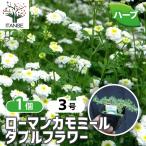 ITANSE трава рассада Rome n ромашка двойной цветок 9cm pot 1 шт продажа бесплатная доставка i язык se официальный 