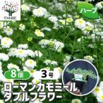 ITANSE трава рассада Rome n ромашка двойной цветок 9cm pot . сделка 8 шт. комплект бесплатная доставка i язык se официальный 