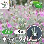 ITANSE трава рассада кошка время 9cm pot . сделка 2 шт. комплект бесплатная доставка i язык se официальный 